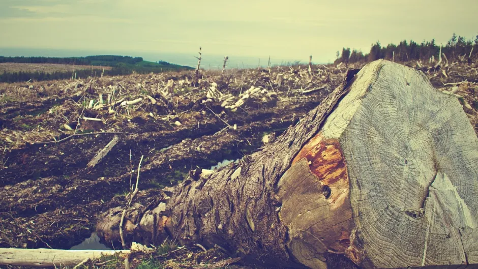 Rubrik_Naturschutz_Biodiv_Entwaldung_c.Pixabay_deforestation-405749_1920